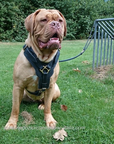 Dogue de Bordeaux di nome Pepsie con la sua nuova pettorina